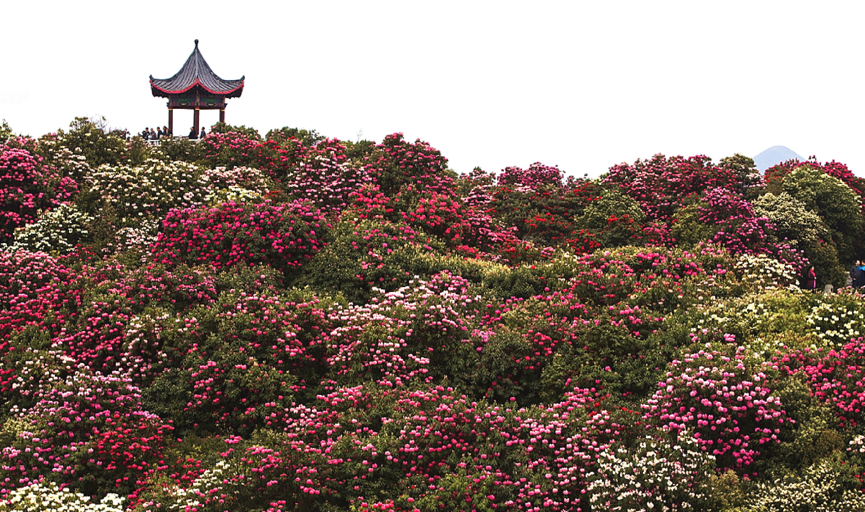 百里杜鹃风景区