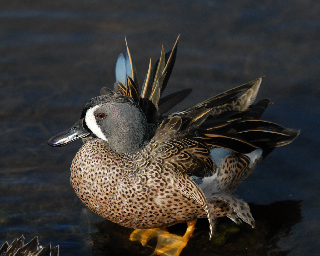  p>蓝翅鸭(学名:anas discors)是雁形目,鸭科的 a href="#" data