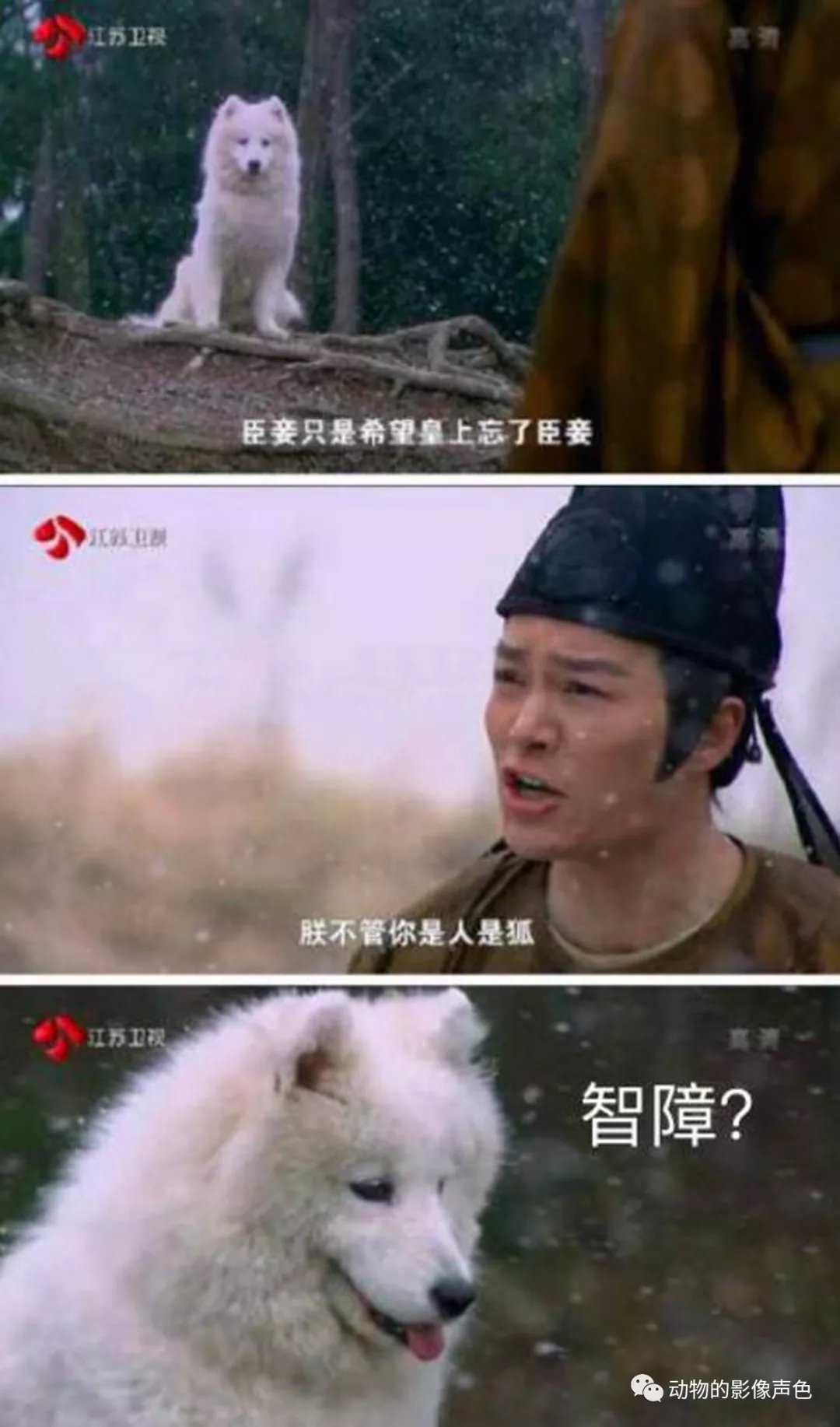 长得像白狐一样的狗 这可能是世界上最美丽的犬科动物了 百科ta说