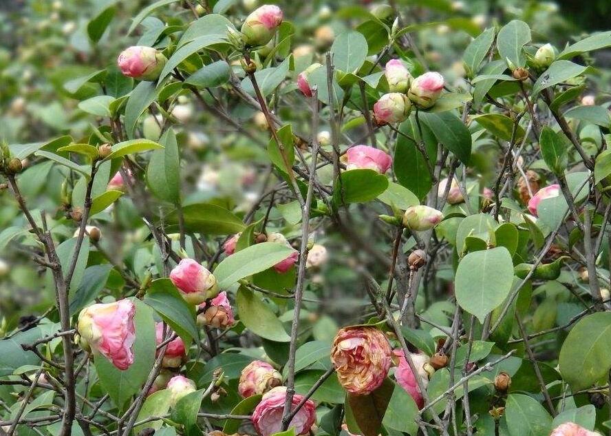  p>山茶树为四季常绿阔叶 a href="#" data-lemmaid="3083214">小乔木