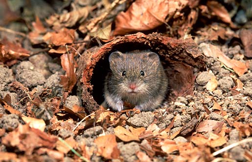  p>布氏田鼠(学名: i>lasiopodomys brandtii /i>),别称 a href="#"