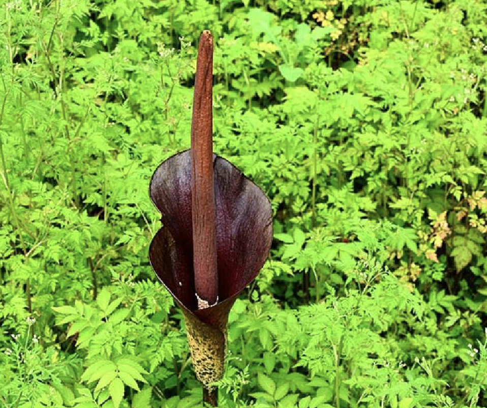  p data-id="gnbsouss2d">花魔芋(学名: i>amorphophallus /i>  i>