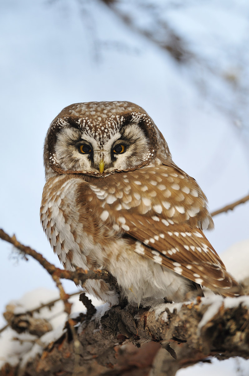  p>鬼鸮(学名: i>aegolius funereus /i>)是鸟纲鸱鸮科的鸟类, 全长23