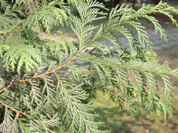 id="gnbl8ejwbj">杜松( i>juniperus rigida /i> siebold & zucc