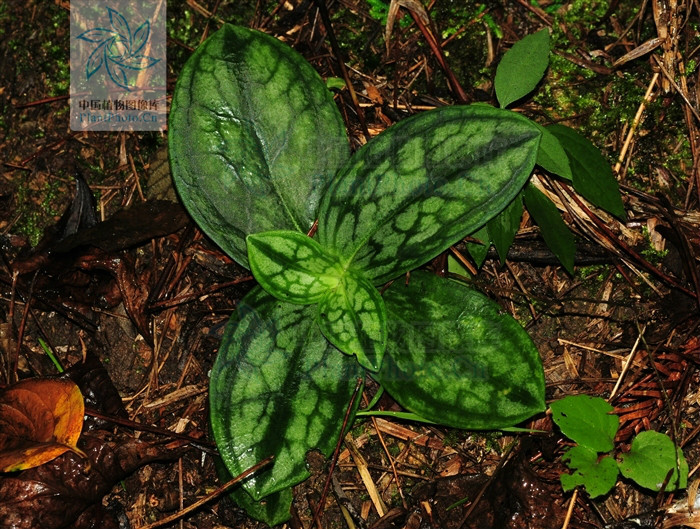  p>双蝴蝶,拉丁文名:tripterospermum chinense (migo) h.