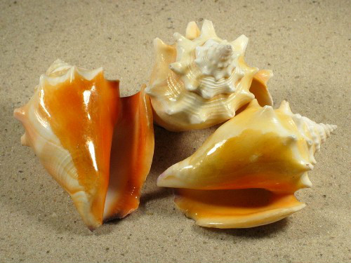  p>金拳凤凰螺(学名: i>strombus pugilis /i>)雌雄异体.