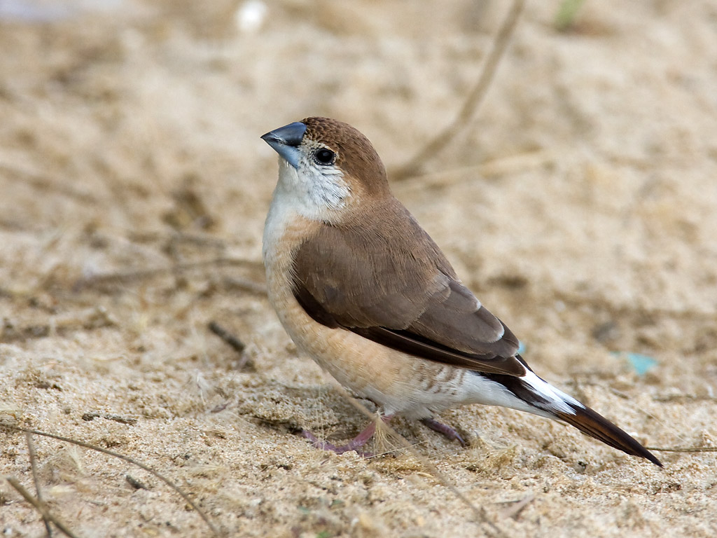  p>橙斑翅柳莺(学名: i>phylloscopus pulcher /i>)小型鸟类,体长9~12