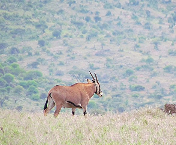  p>东非剑羚(学名: i>oryx beisa /i>):是偶蹄目,牛科,剑羚属的哺乳