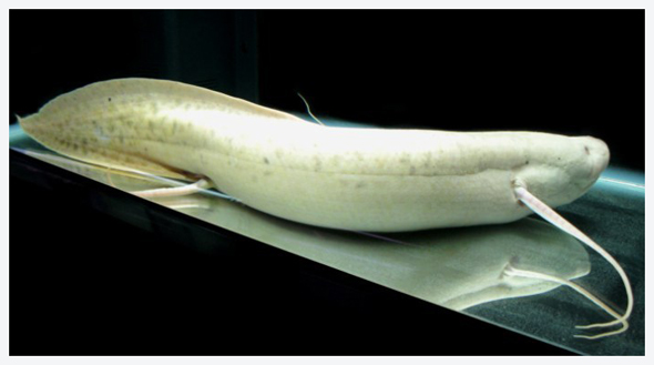  p>澳大利亚肺鱼(neoceratodus forsteri)又称澳洲肺鱼,昆士兰肺鱼,为