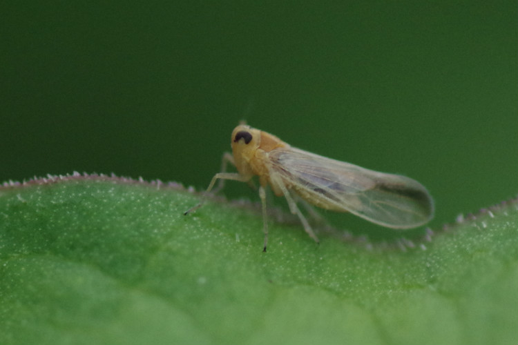  p>昆虫名,为同翅目,叶蝉科.分布在黄河以南,四川西昌以东.