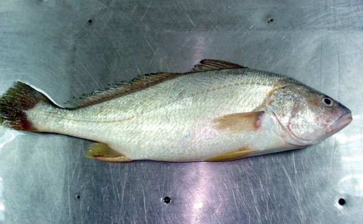  p>浅色黄姑鱼,学名: i>nibea coibor  /i>(hamilton, 1822) ,属于 a