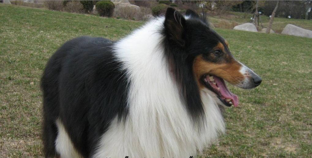 苏格兰牧羊犬又名<a target="