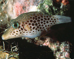 豹纹东方鲀鱼子