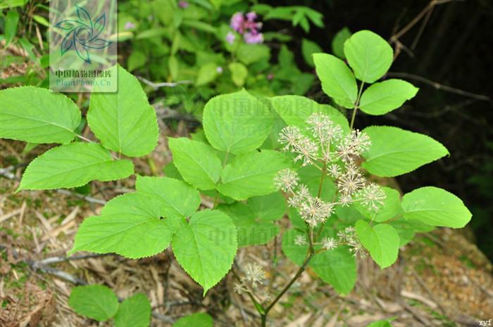  p>食用土当归(学名:aralia cordata thunb.