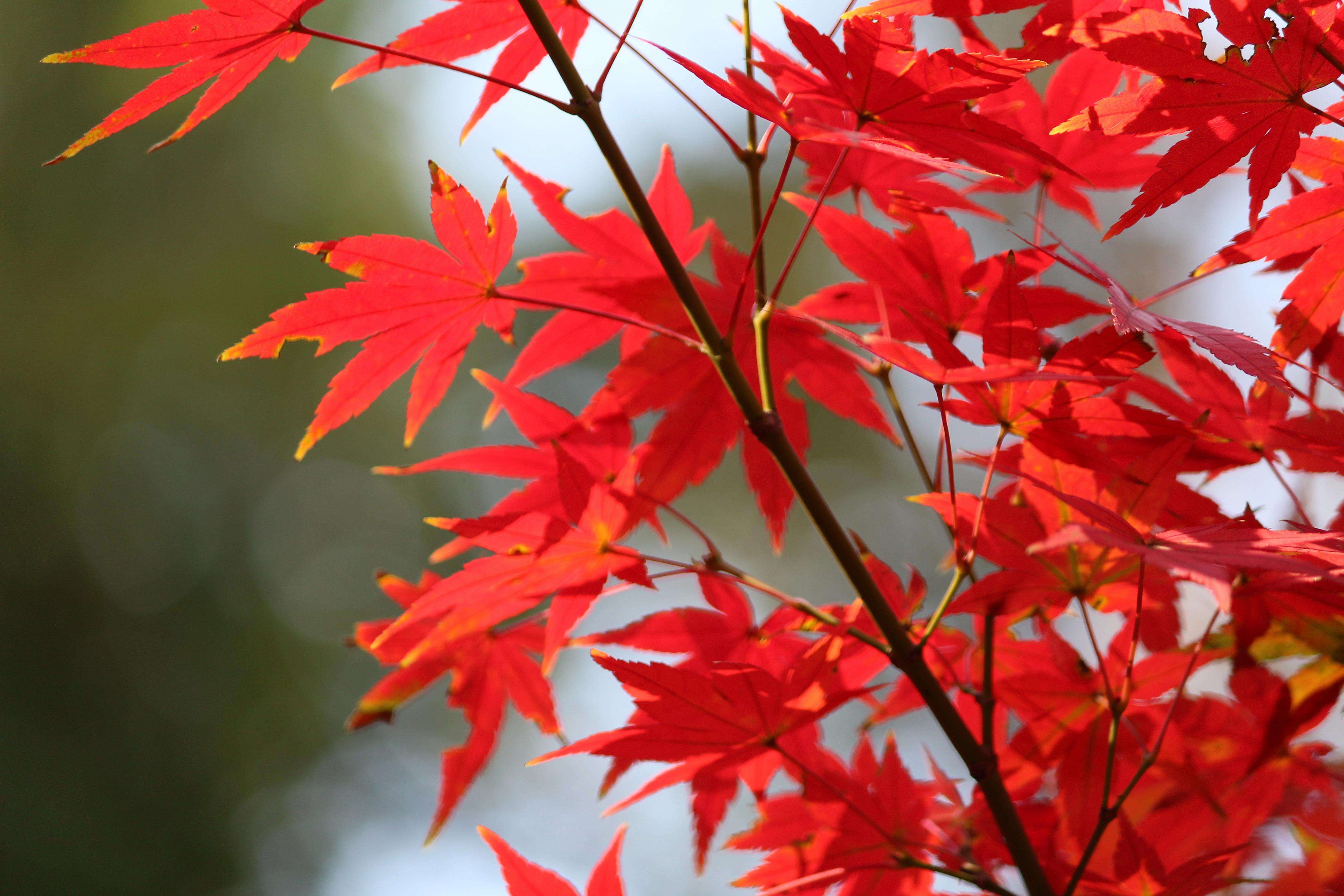 acer palmatum atropurpureum)是槭树科,槭属,鸡爪槭的一个品种