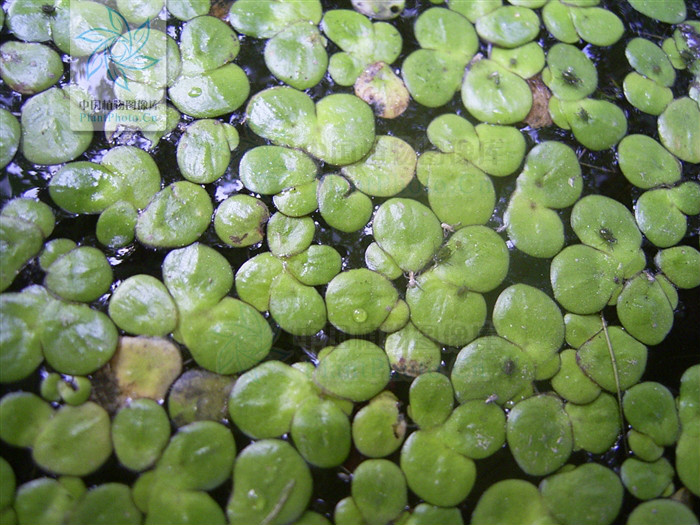  p>紫萍属( a target="_blank" href="/item/学名/8074290" data