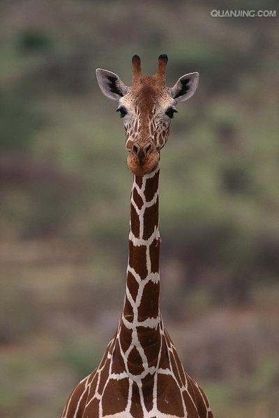  p>网纹长颈鹿(学名: i>giraffa camelopardalis reticulata) /i>又称