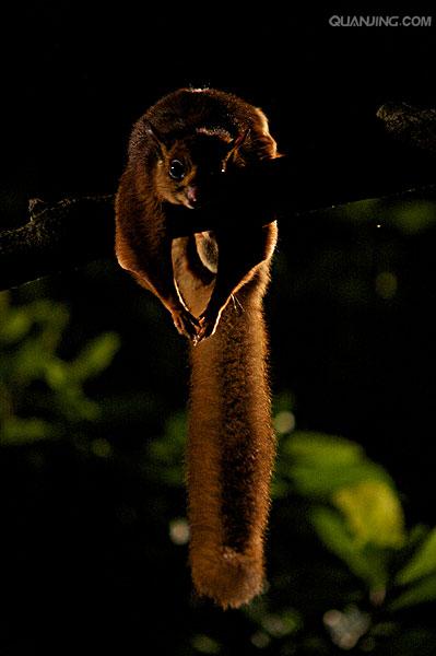  p data-id="gnbjn6cevk">棕鼯鼠又叫赤鼯鼠,大鼯鼠,大飞鼠,红色巨