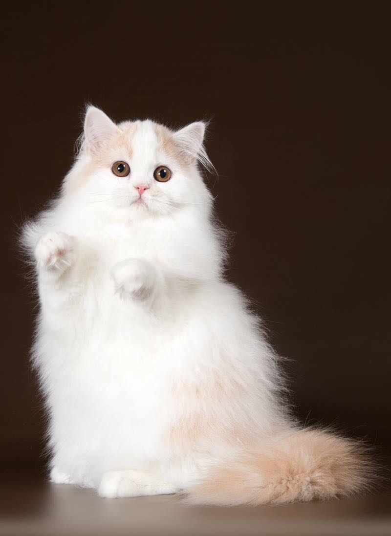 它们同属苏格兰折耳范畴,短毛的折耳猫统称为苏格兰折耳,长毛