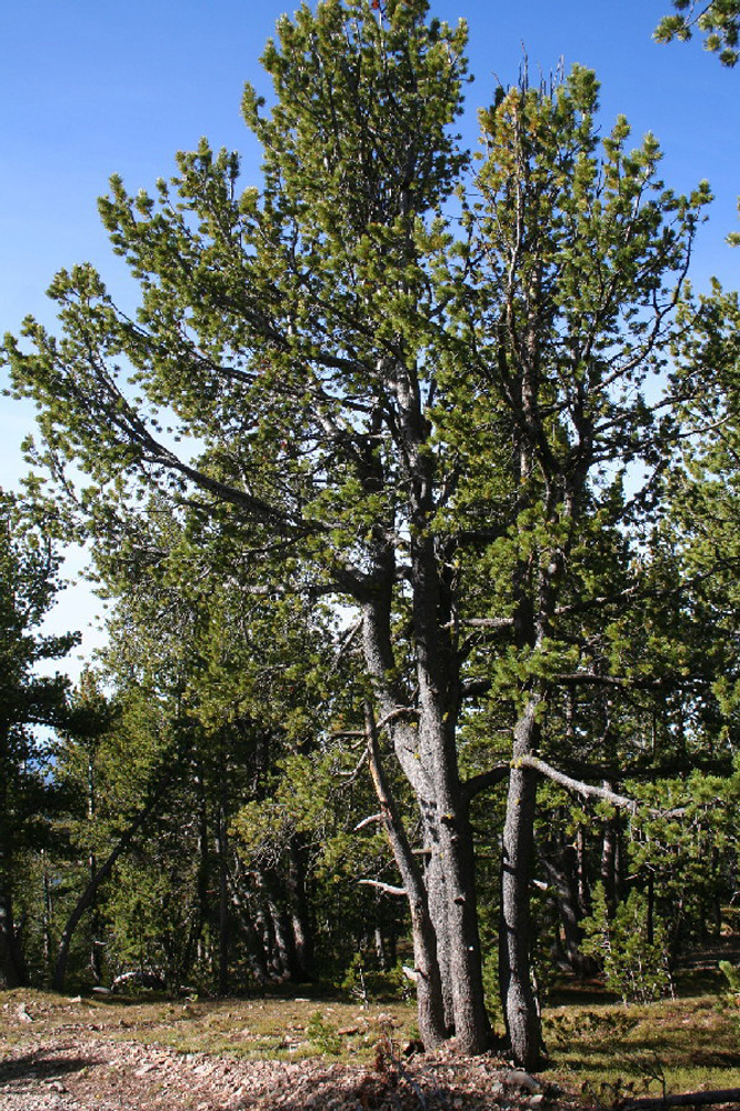 心材黄褐色,边材黄白色或黄褐色,质