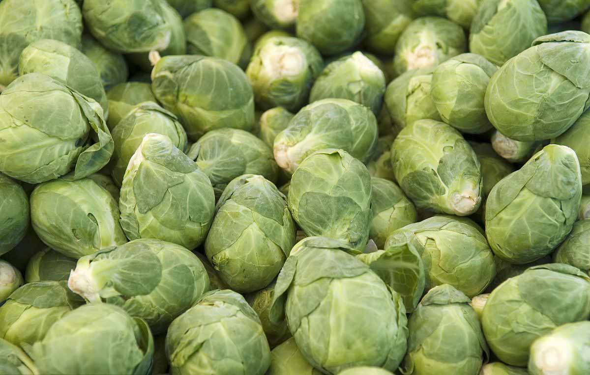  p>布鲁塞尔芽菜,属于甘蓝类蔬菜,又称抱子甘蓝(brassica oleracea l.