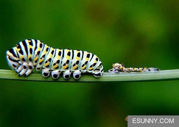  p data-id="gnbtsjbdko">茴香虫属金凤蝶属鳞翅目凤蝶科的幼虫, a