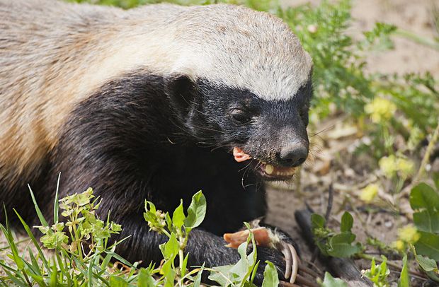 lemmaid="1591030">鼬科 /a> a target="_blank" href="/item/蜜獾属