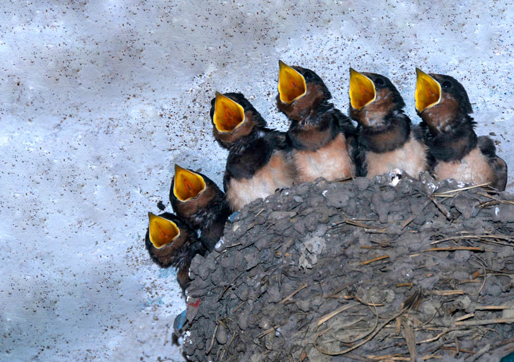  p>嗷嗷待哺,汉语成语,拼音是áo áo dài bǔ,意思是哀号着等待喂养