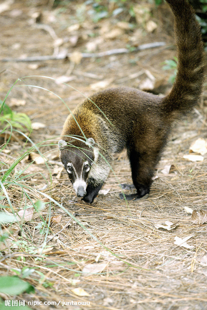  p>獭狸猫(cynogalebennettii),又名 a href="#" data-lemmaid="