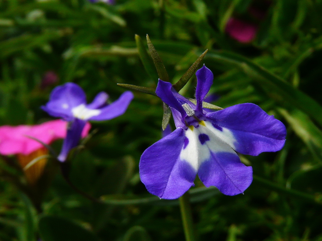 lobelia terminalis