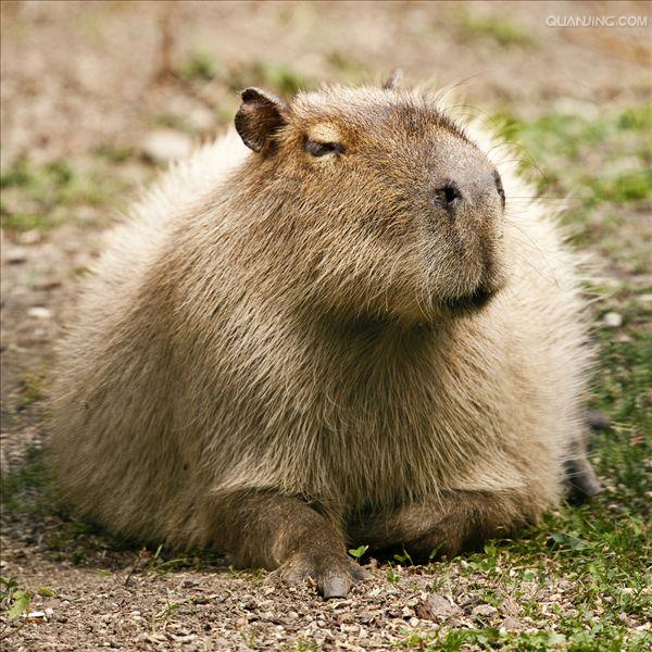  p>水豚(学名: i>hydrochoerus hydrochaeris /i>):是一种半水栖的 a