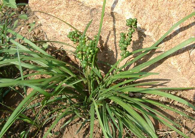 是百合科山麦冬属植物.