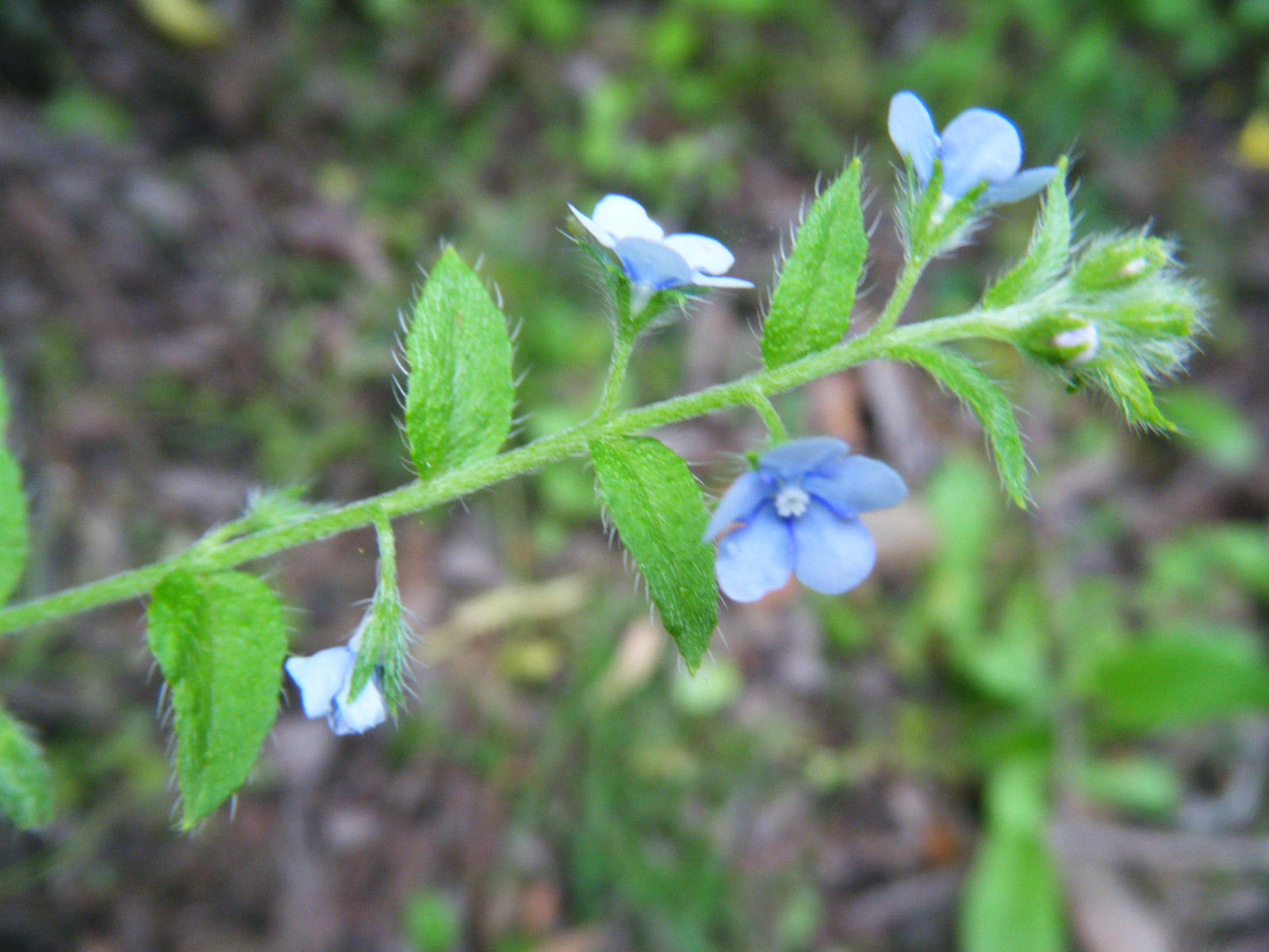  p>柔弱斑种草(学名:bothriospermum tenellum)是紫草科斑种草属的