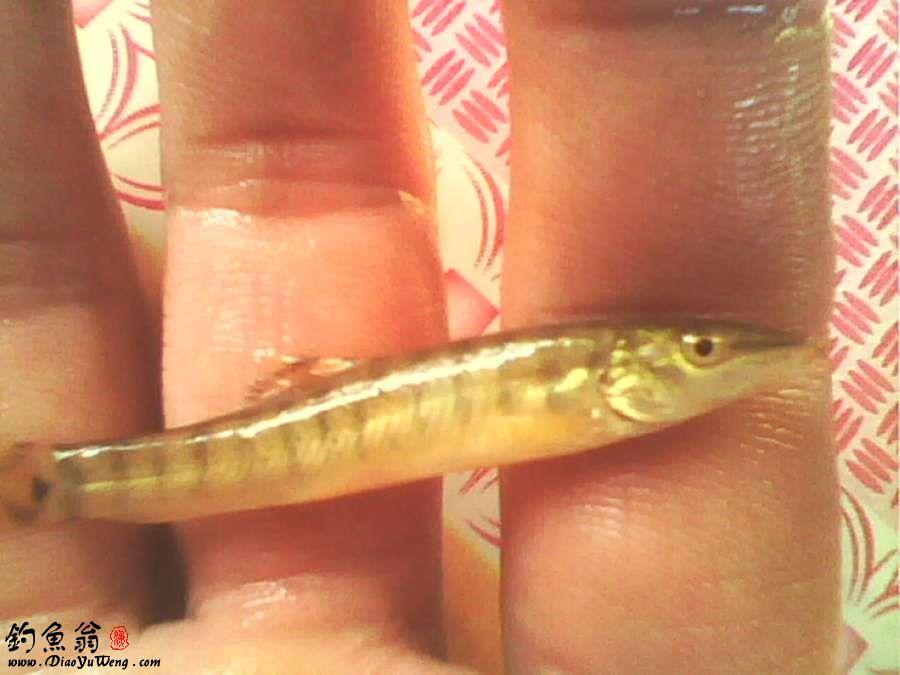 parabotia fasciata dabry