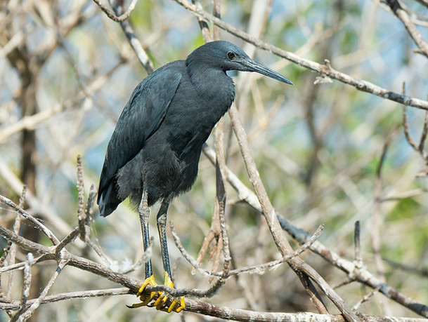  p>黑鹭(学名: i>egretta ardesiaca /i>):属中型 a href="#" data