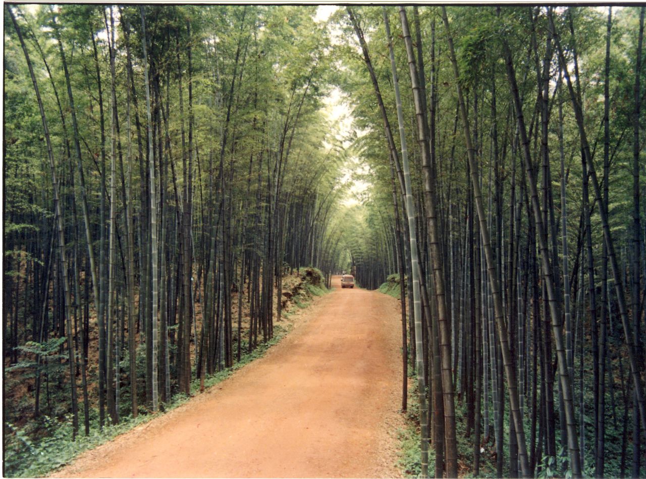 翡翠长廊是四川省长宁县 a target="_blank" href="/item/蜀南竹海