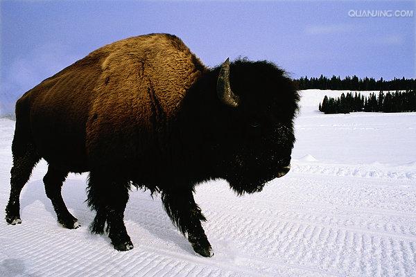  p>水牛(学名:bubalus bubalus,英文名称:asian buffalo)也叫印度水牛