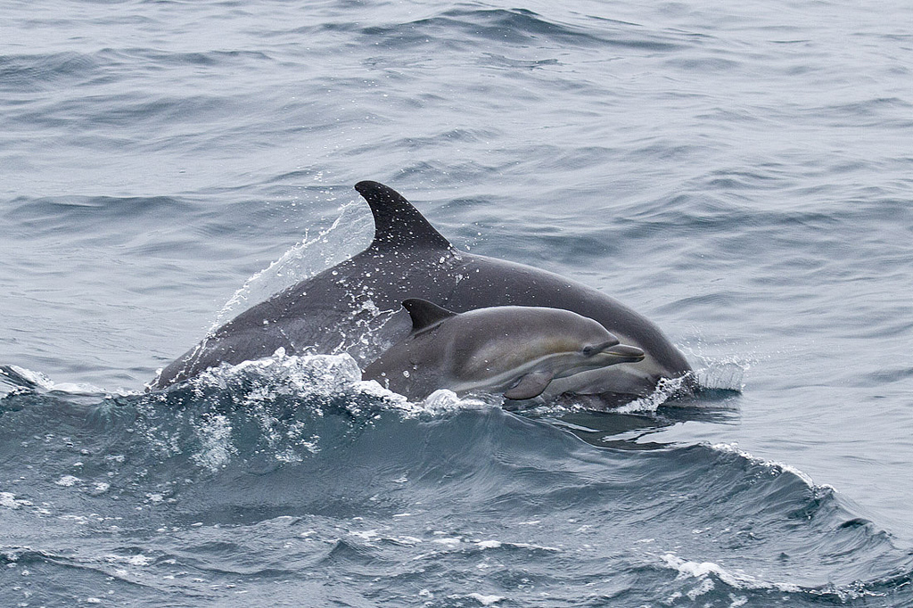  p>长吻真海豚(学名: i>delphinus capensis /i>)基本外形与 a target