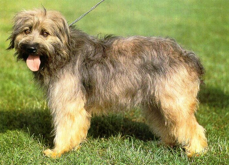 加泰罗尼亚牧羊犬