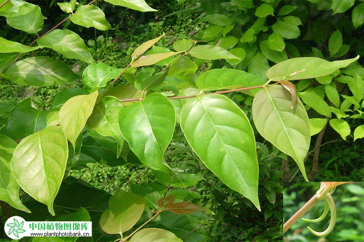 miq. ex havil.),茜草科钩藤属藤本植物.