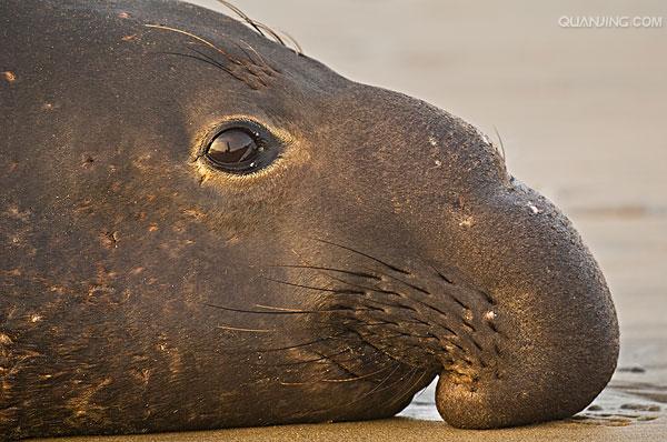 i>(linnaeus,1758), a target="_blank" href="/item/海象科/2081681"