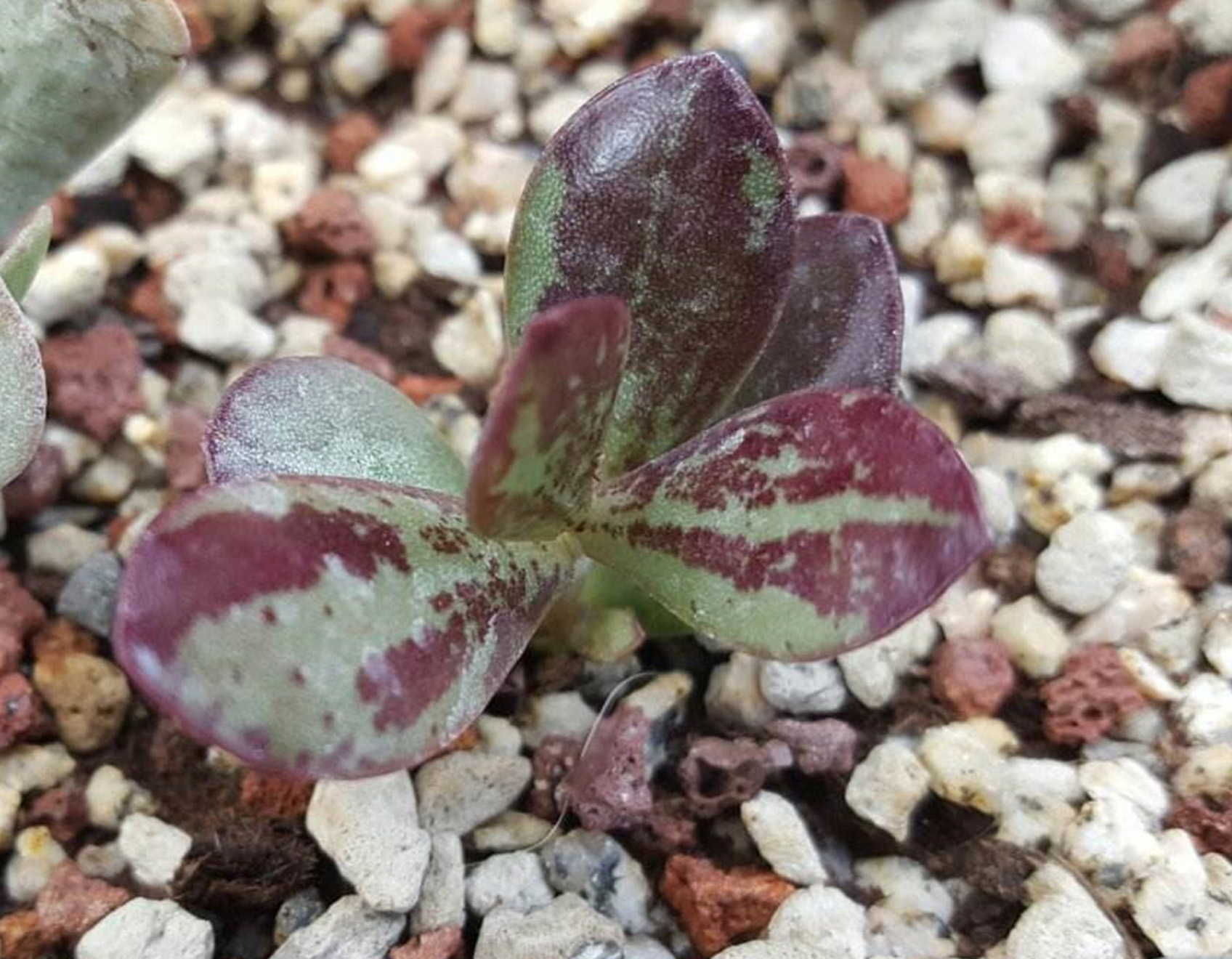  p>库珀天锦章(学名: i>adromischus cooperi  /i>(baker)  a.