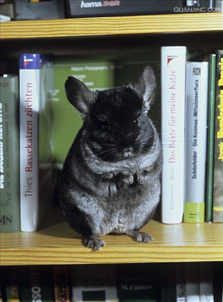  p> a target="_blank" href="/item/毛丝鼠/3032766" data-lemmaid="