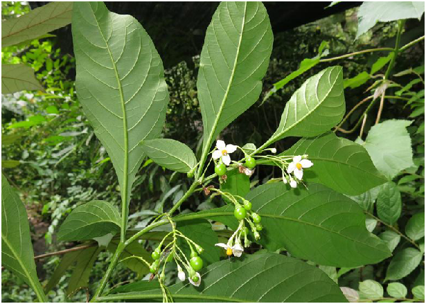  p>旋柄茄,中药名.为茄科植物旋花茄 i>solanum spirale /i> roxb.