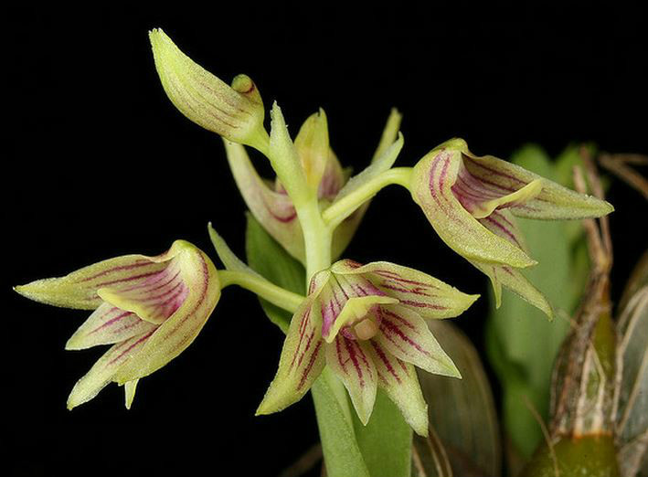  p>单葶草石斛(学名: i>dendrobium porphyrochilum /i> lindl.