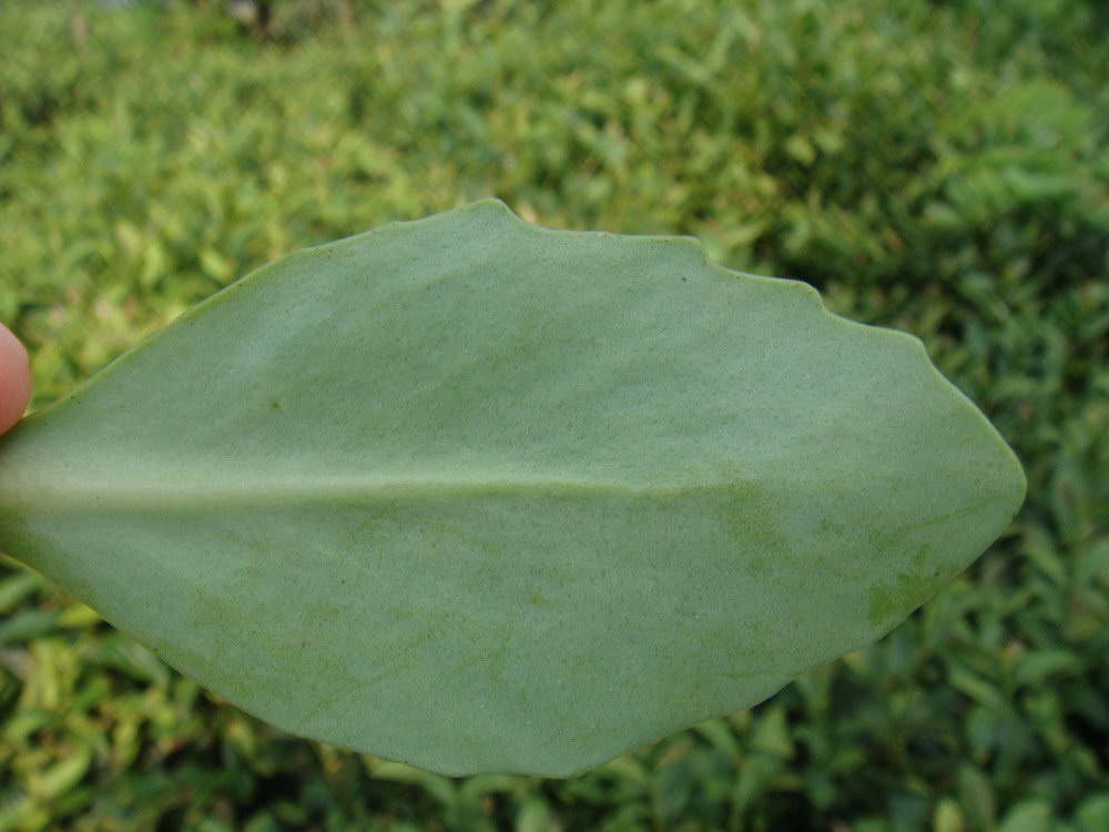 为虎耳草科植物大叶子 i>astilboides tabularis  /i>(hemsl.)engl.