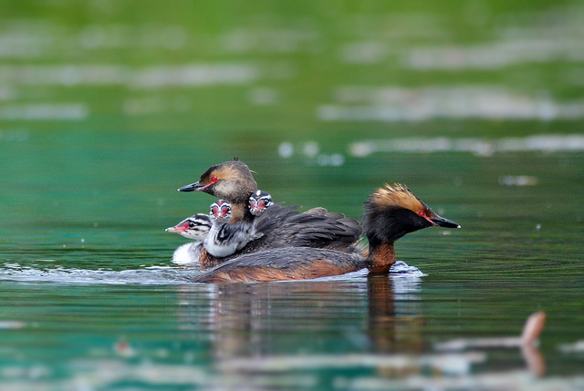 podiceps auritus linn