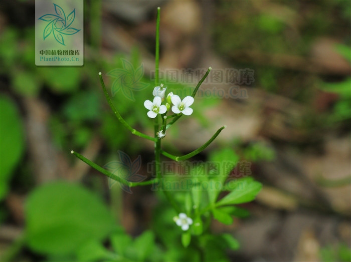  p> b>弯曲碎米荠 /b>(学名: i>cardamine flexuosa /i>)为十字花科 a