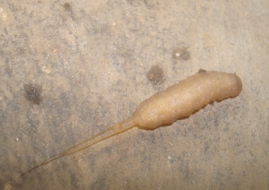 食蚜蝇