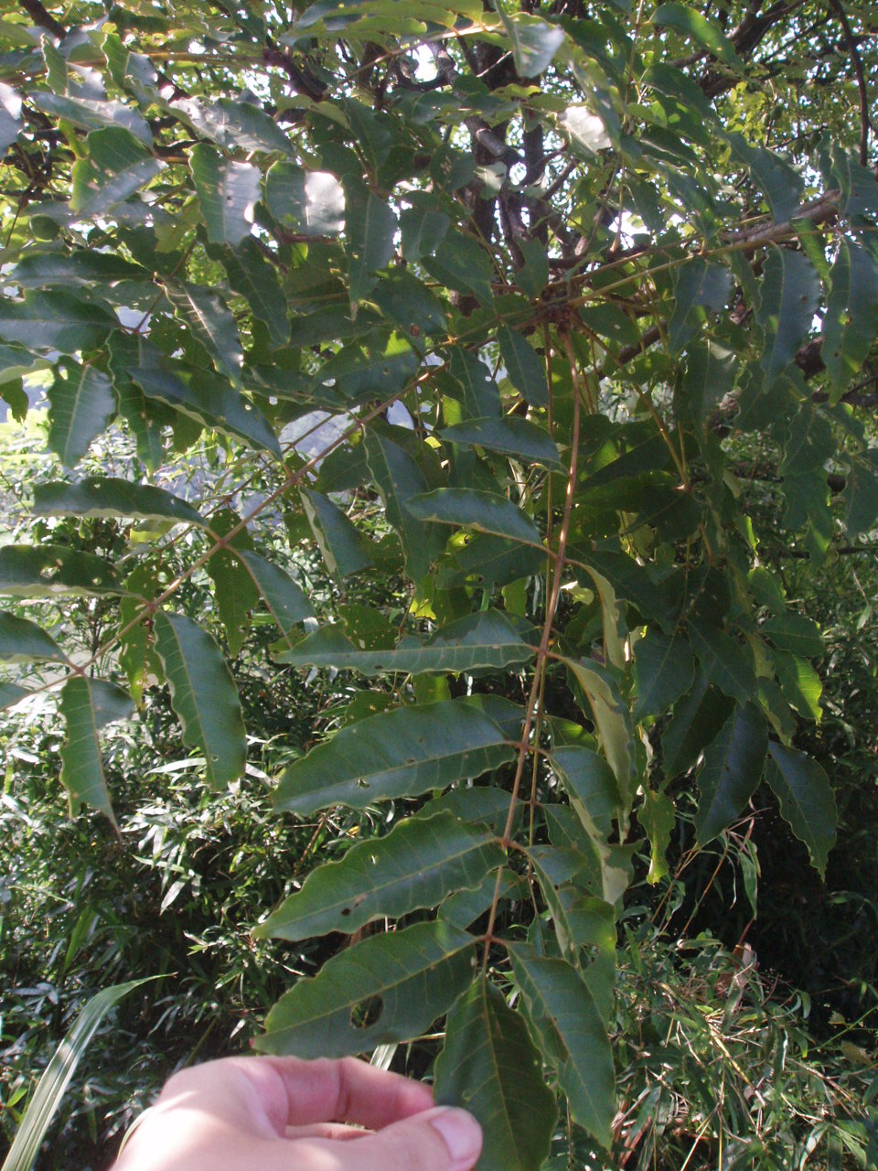 hill),漆树科南酸枣属 a target="_blank" href="/item/落叶乔木